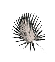 leaf of palm tree background