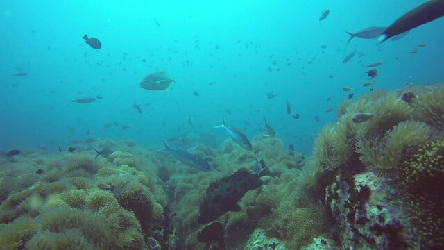 Marine scuba diving. Underwater tropical coral reef seascape. Huge giant grouper deep in ocean aquatic corals ecosystem. Large brindlebass or brown spotted cod or bumblebee. Water extreme sport hobby.