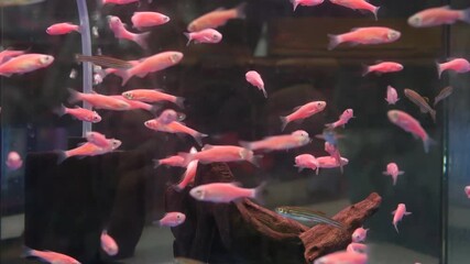 Diversity of tropical fishes in exotic decorative aquarium. Assortment in chatuchak fish market pet shops. Close up of colorful pets displayed on stall. Variety for sale on counter, trading on bazaar