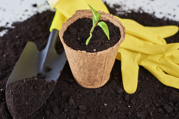 Plant in pot, small shovel and yellow gloves on soil. Plant care and gardening concept
