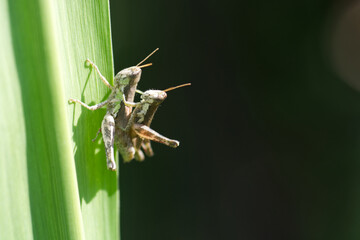 grasshopper on a leaf