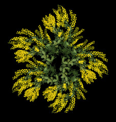 Closeup of beautiful bright yellow wattle flowers with green grey leaves on a black background - obrazy, fototapety, plakaty