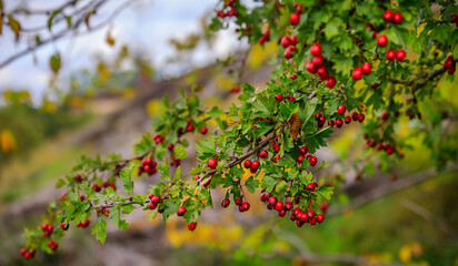 Red hawthorn berries on a branch, blurred green and yellow tree leaves in the background, in a park in Stockholm, Sweden