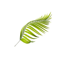 Green leaf of palm tree background