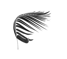 black leaves of palm tree on white background