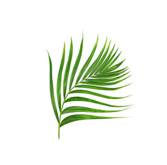 Green leaf of palm tree on white background