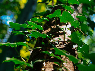 Fresh green ivy on a tree under the sunlight