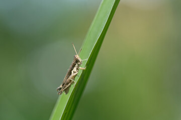 grasshopper on a leaf