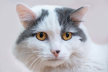 portrait of a white furry cat that looks with interest somewhere close up