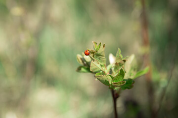  Ladybug on a green leaf on blurred green nature background