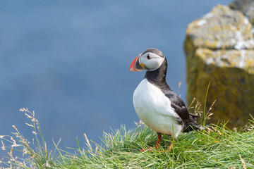 The Atlantic puffin (Fratercula arctica), also known as the common puffin, is a species of seabird in the auk family.