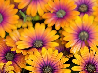 Rudbeckia Flowers, ornamental yellow-reddish daisy blooming in the early summer