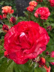 red rose in garden