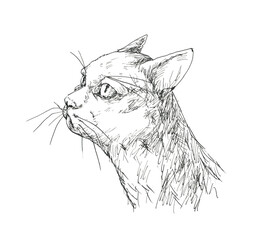 Cat-drawing