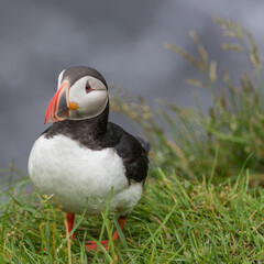 The Atlantic puffin (Fratercula arctica), also known as the common puffin, is a species of seabird in the auk family.