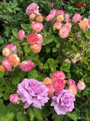 rose bushes 
