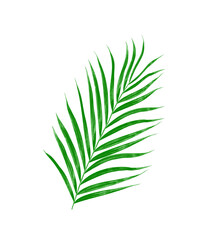 Green leaves of palm tree isolated on white background