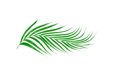 Green leaves of palm tree isolated on white background