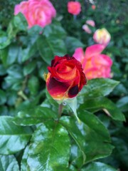 dark red and yellow rose bud