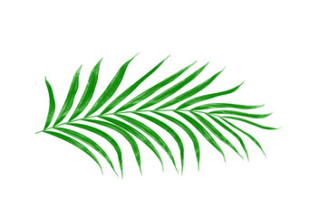 Fototapeta na wymiar Green leaves of palm tree isolated on white background
