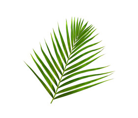 Green leaves of palm tree isolated on white background