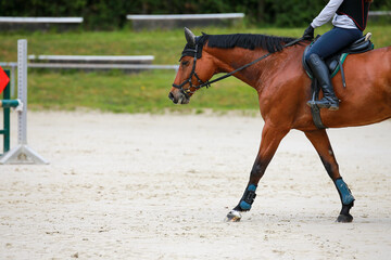 Show jumping horse (horse) in close-up with rider on the show jumping area stretches on the long rein at the crotch..