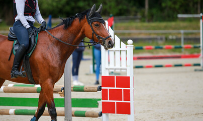 Show jumper (horse) with rider looks attentively from left to right, jumping obstacles in the background..