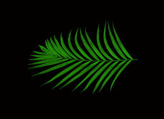 Green leaves of palm tree isolated on black background