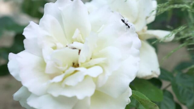 Close up of a white rose flower with big black ant walking on it 120fps