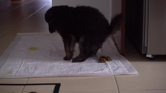 Puppy greek sheperd dog, poops on a pet flooring pad at home, medium shot 120fps