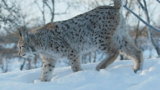 lynx animal walking snow covered winter scenery side view
