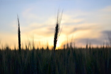 spikelets of barley at sunset in the village