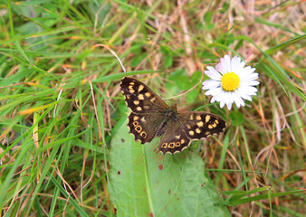 A close up of a Speckled Wood Butterfly. A daisy sits in front of the butterfly. Latin name Pararge aegeria. Could be used to show insect diversity or environmental monitoring.