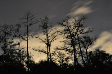 Fototapeta na wymiar Night Trees