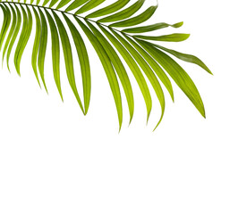 Green leaves of palm tree on white background