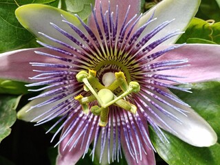 purple water lily
