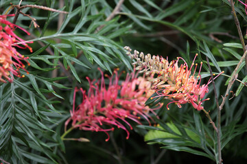 Beautiful pink and yellow Grevillea surrounded by green leaves