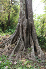 Vertical large tree roots