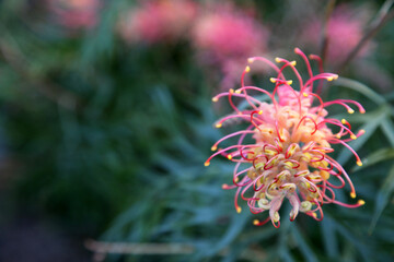 Beautiful pink and yellow Grevillea surrounded by green leaves