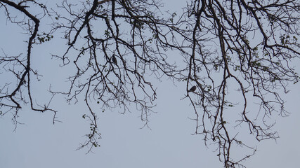 branches of a tree in winter