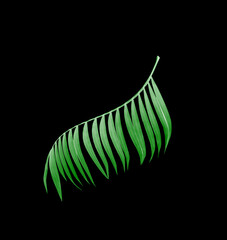 leaves of palm tree on black background
