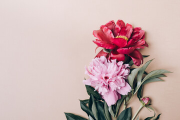 Beautiful peonies flowers on beige background. Spring or summer floral background