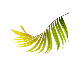 Green leaf of palm tree on white background
