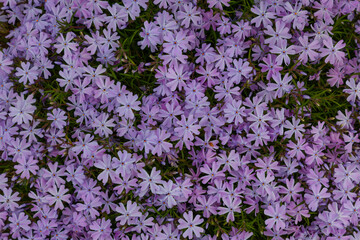 The background image is a garden flowerbed covered with small lilac flowers with an orange middle