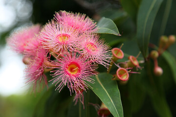 Beautiful flowering gum tree in Australia 