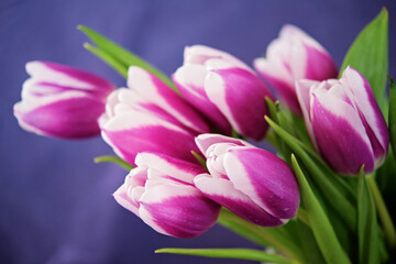 Fototapeta na wymiar Sewen violet and white tulips on light blue bakground