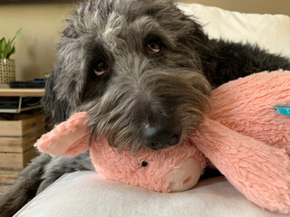 black and white doodle with stuffed pig