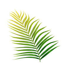 Green leaves of palm tree isolated on white background