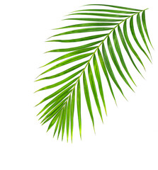 Green leaves of palm tree isolated on white background