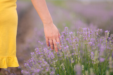 Hand Touching Flowers in Lavender Field in Summer 